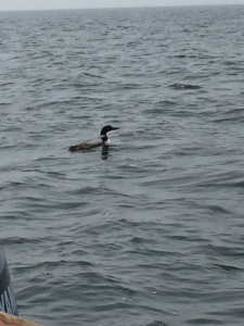 I was amazed with how close the loons came to the boat.